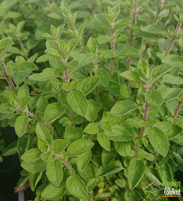 pépinière-vinça-vente-plante-arbres-jardin-fruitiers-fleurs-saison-occitanie