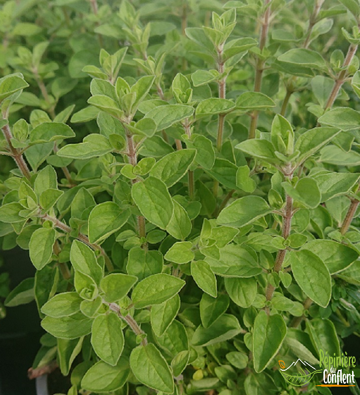 pépinière-vinça-vente-plante-arbres-jardin-fruitiers-fleurs-saison-occitanie