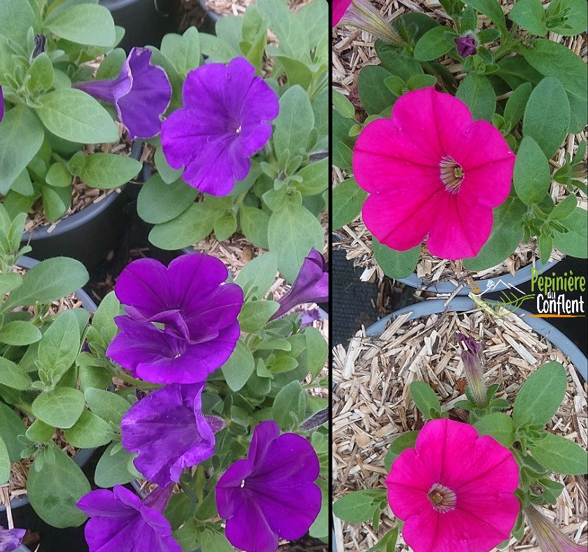 pépinière-vinça-vente-plante-arbres-jardin-fruitiers-fleurs-saison-occitanie