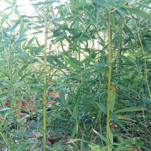 pépinière-vinça-vente-plante-arbres-jardin-fruitiers-fleurs-saison-occitanie