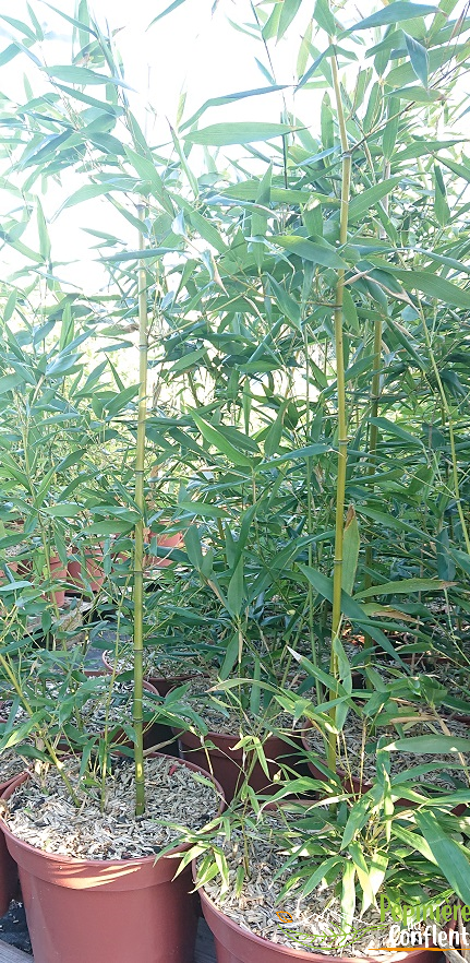 pépinière-vinça-vente-plante-arbres-jardin-fruitiers-fleurs-saison-occitanie