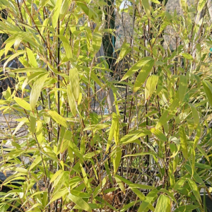 pépinière-vinça-vente-plante-arbres-jardin-fruitiers-fleurs-saison-occitanie