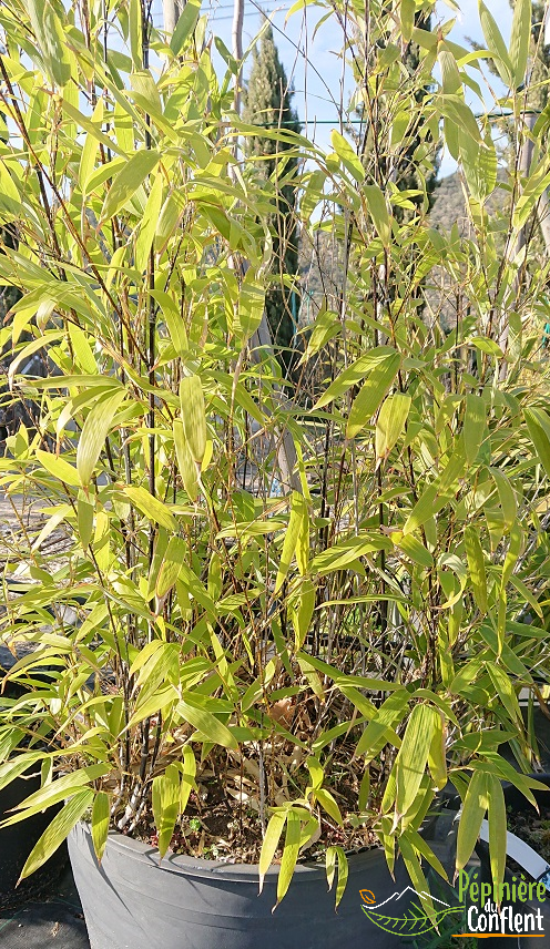 pépinière-vinça-vente-plante-arbres-jardin-fruitiers-fleurs-saison-occitanie