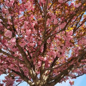 pépinière-vinça-vente-plante-arbres-jardin-fruitiers-fleurs-saison-occitanie