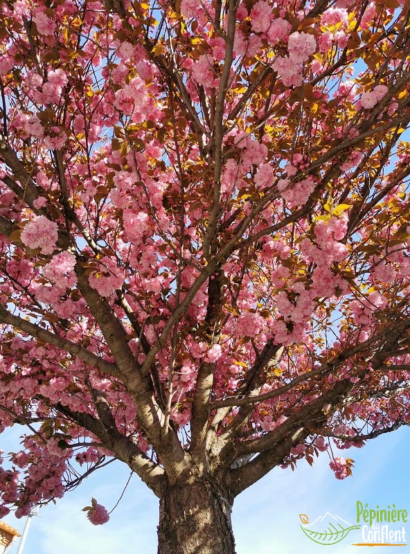 pépinière-vinça-vente-plante-arbres-jardin-fruitiers-fleurs-saison-occitanie