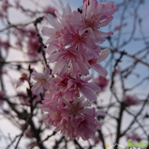 pépinière-vinça-vente-plante-arbres-jardin-fruitiers-fleurs-saison-occitanie