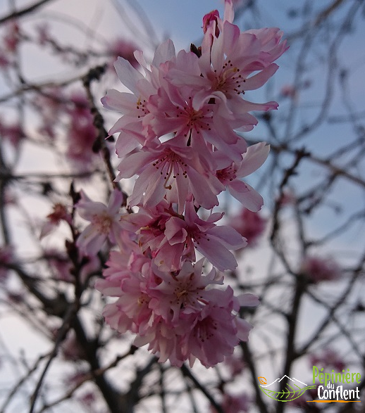 pépinière-vinça-vente-plante-arbres-jardin-fruitiers-fleurs-saison-occitanie