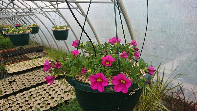 pépinière-vinça-vente-plante-arbres-jardin-fruitiers-fleurs-saison-occitanie