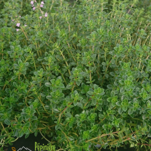 pépinière-vinça-vente-plante-arbres-jardin-fruitiers-fleurs-saison-occitanie