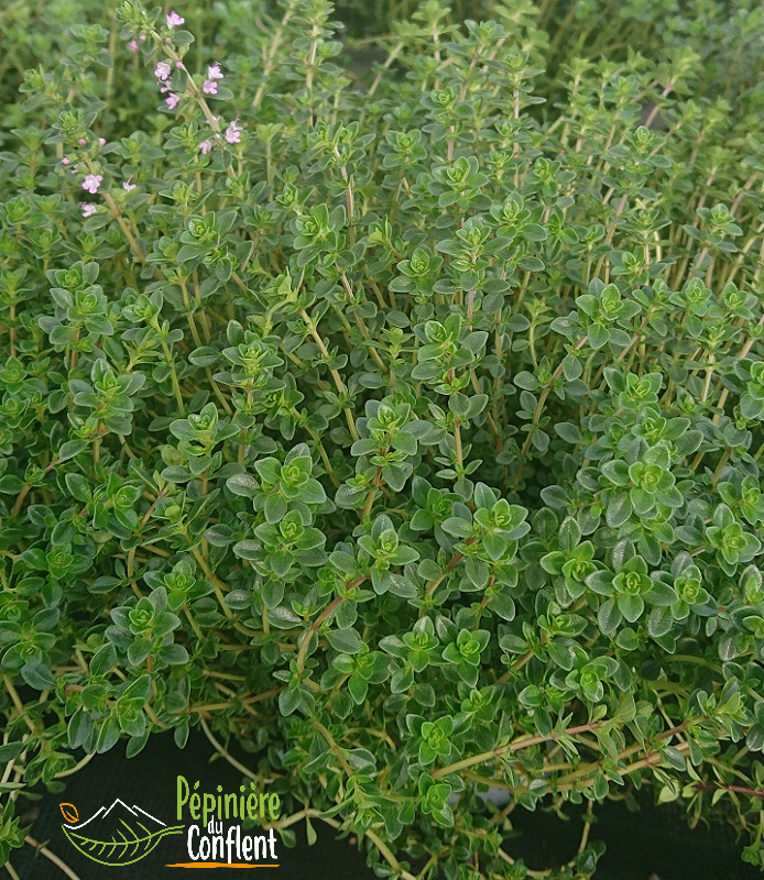 pépinière-vinça-vente-plante-arbres-jardin-fruitiers-fleurs-saison-occitanie