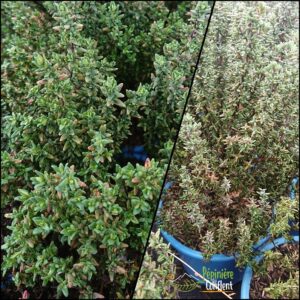 pépinière-vinça-vente-plante-arbres-jardin-fruitiers-fleurs-saison-occitanie