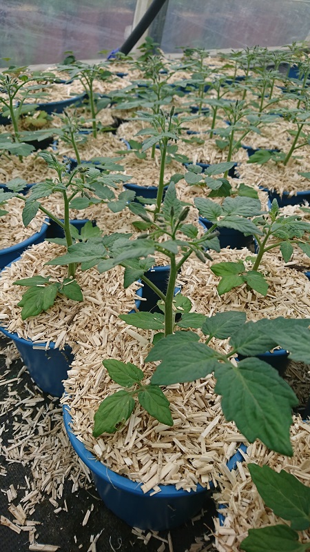 pépinière-vinça-vente-plante-arbres-jardin-fruitiers-fleurs-saison-occitanie