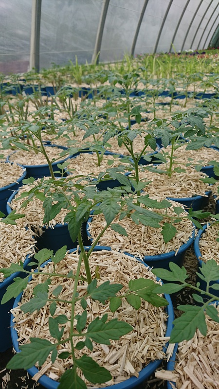 pépinière-vinça-vente-plante-arbres-jardin-fruitiers-fleurs-saison-occitanie