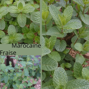 pépinière-vinça-vente-plante-arbres-jardin-fruitiers-fleurs-saison-occitanie