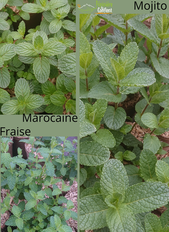 pépinière-vinça-vente-plante-arbres-jardin-fruitiers-fleurs-saison-occitanie