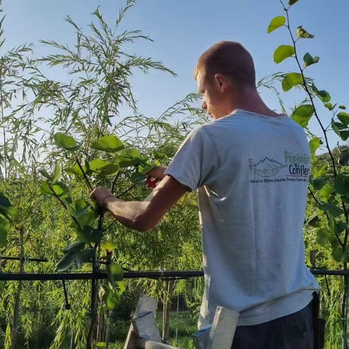 pépinière-vinça-vente-plante-arbres-jardin-fruitiers-fleurs-saison-occitanie