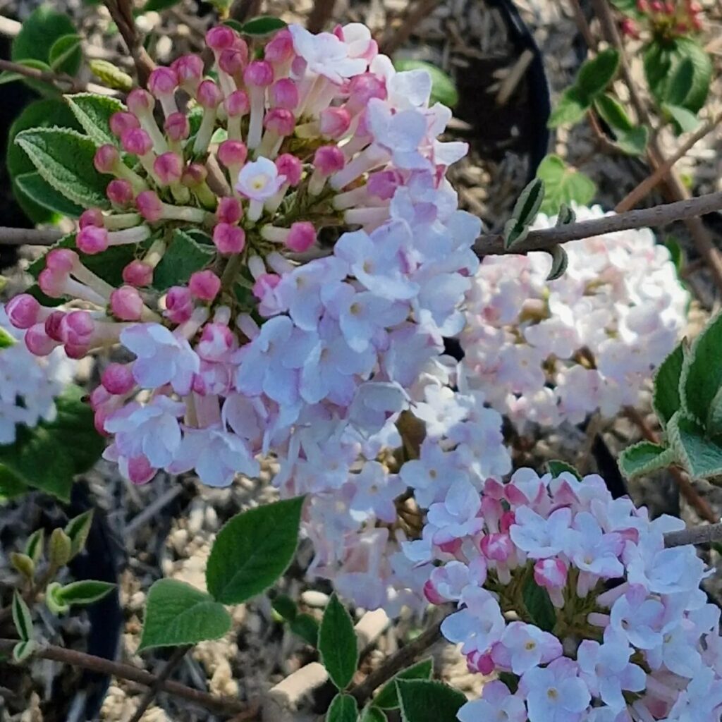 pépinière-vinça-vente-plante-arbres-jardin-fruitiers-fleurs-saison-occitanie