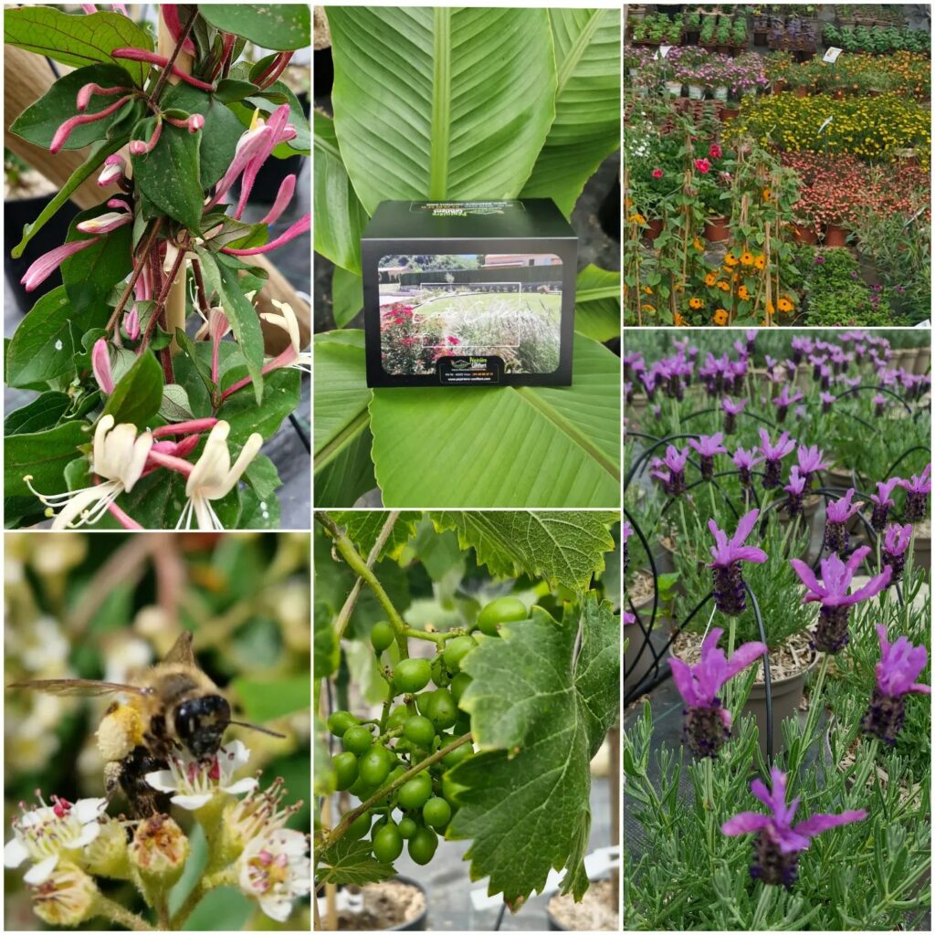 pépinière-vinça-vente-plante-arbres-jardin-fruitiers-fleurs-saison-occitanie