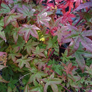 pépinière-vinça-vente-plante-arbres-jardin-fruitiers-fleurs-saison-occitanie