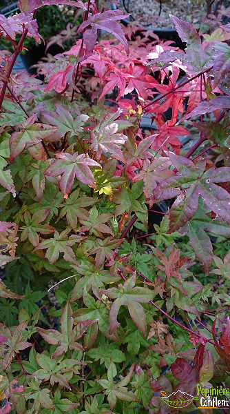 pépinière-vinça-vente-plante-arbres-jardin-fruitiers-fleurs-saison-occitanie