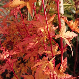 pépinière-vinça-vente-plante-arbres-jardin-fruitiers-fleurs-saison-occitanie