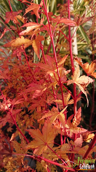 pépinière-vinça-vente-plante-arbres-jardin-fruitiers-fleurs-saison-occitanie