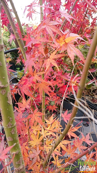 pépinière-vinça-vente-plante-arbres-jardin-fruitiers-fleurs-saison-occitanie