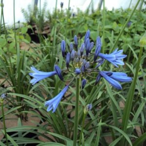 pépinière-vinça-vente-plante-arbres-jardin-fruitiers-fleurs-saison-occitanie