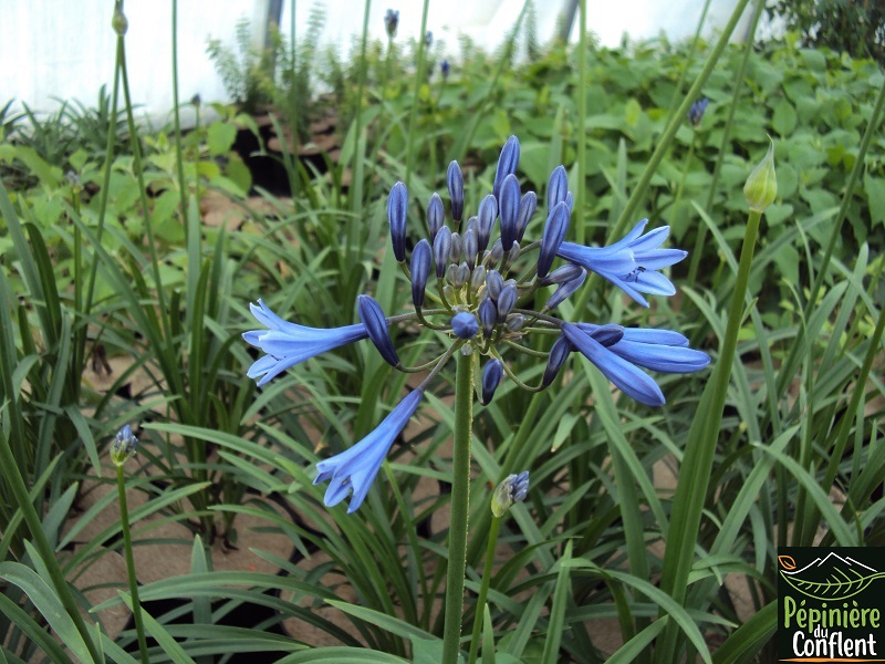 pépinière-vinça-vente-plante-arbres-jardin-fruitiers-fleurs-saison-occitanie