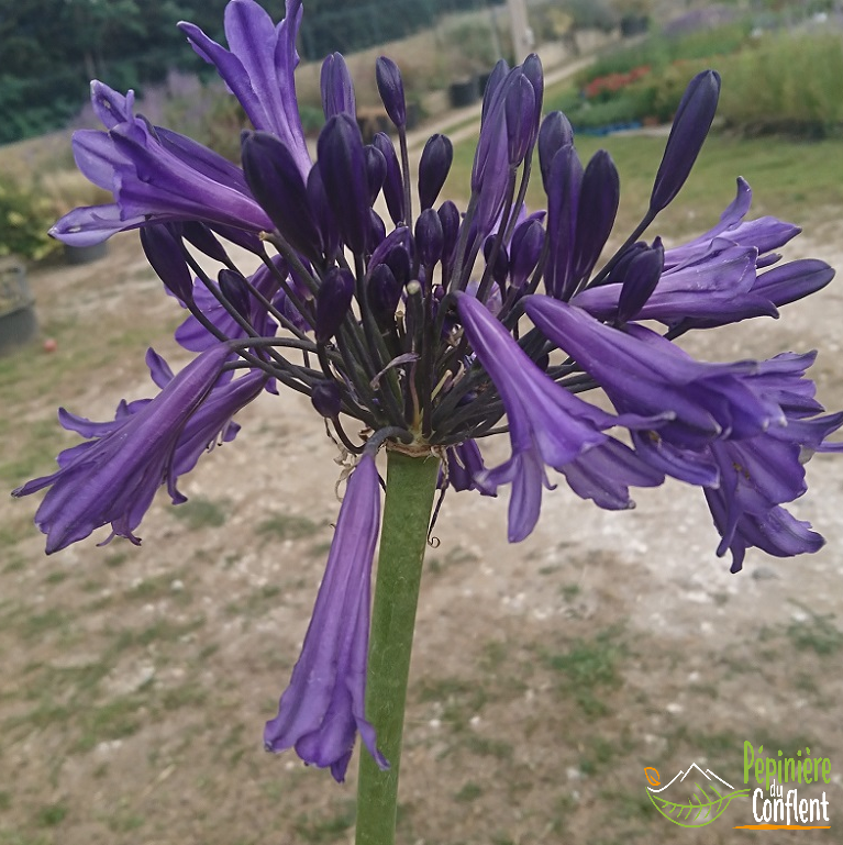 pépinière-vinça-vente-plante-arbres-jardin-fruitiers-fleurs-saison-occitanie