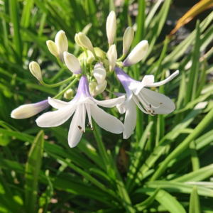 pépinière-vinça-vente-plante-arbres-jardin-fruitiers-fleurs-saison-occitanie