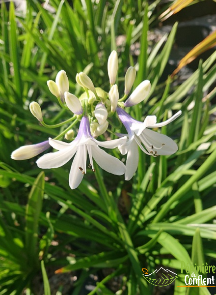 pépinière-vinça-vente-plante-arbres-jardin-fruitiers-fleurs-saison-occitanie