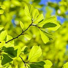 pépinière-vinça-vente-plante-arbres-jardin-fruitiers-fleurs-saison-occitanie