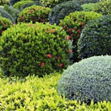 pépinière-vinça-vente-plante-arbres-jardin-fruitiers-fleurs-saison-occitanie