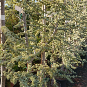 pépinière-vinça-vente-plante-arbres-jardin-fruitiers-fleurs-saison-occitanie