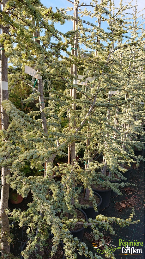 pépinière-vinça-vente-plante-arbres-jardin-fruitiers-fleurs-saison-occitanie