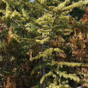 pépinière-vinça-vente-plante-arbres-jardin-fruitiers-fleurs-saison-occitanie