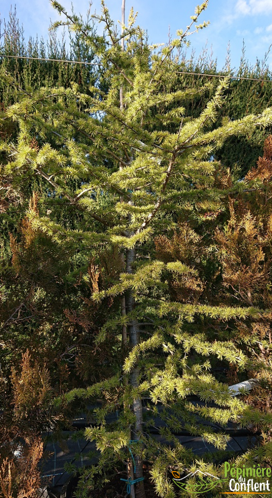 pépinière-vinça-vente-plante-arbres-jardin-fruitiers-fleurs-saison-occitanie