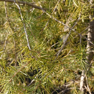 pépinière-vinça-vente-plante-arbres-jardin-fruitiers-fleurs-saison-occitanie