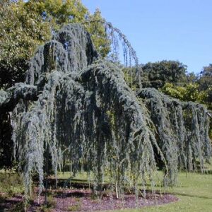 pépinière-vinça-vente-plante-arbres-jardin-fruitiers-fleurs-saison-occitanie