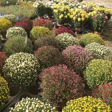 pépinière-vinça-vente-plante-arbres-jardin-fruitiers-fleurs-saison-occitanie