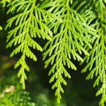 pépinière-vinça-vente-plante-arbres-jardin-fruitiers-fleurs-saison-occitanie