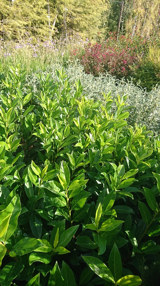 pépinière-vinça-vente-plante-arbres-jardin-fruitiers-fleurs-saison-occitanie