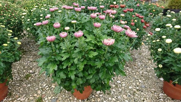 pépinière-vinça-vente-plante-arbres-jardin-fruitiers-fleurs-saison-occitanie