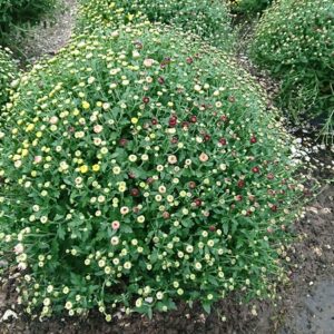 pépinière-vinça-vente-plante-arbres-jardin-fruitiers-fleurs-saison-occitanie