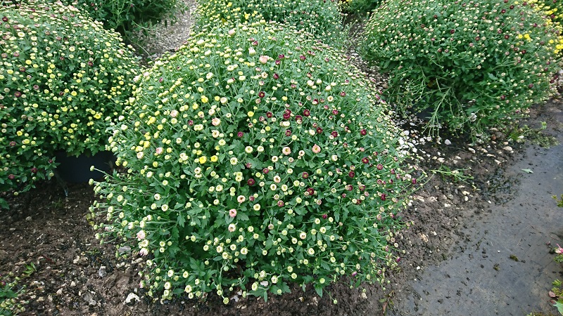 pépinière-vinça-vente-plante-arbres-jardin-fruitiers-fleurs-saison-occitanie