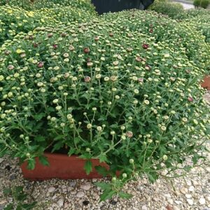 pépinière-vinça-vente-plante-arbres-jardin-fruitiers-fleurs-saison-occitanie