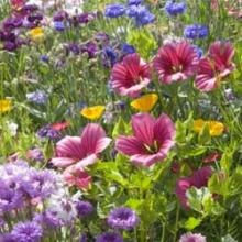 pépinière-vinça-vente-plante-arbres-jardin-fruitiers-fleurs-saison-occitanie