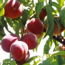 pépinière-vinça-vente-plante-arbres-jardin-fruitiers-fleurs-saison-occitanie