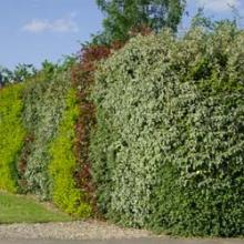 pépinière-vinça-vente-plante-arbres-jardin-fruitiers-fleurs-saison-occitanie